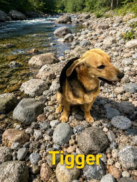 An adult medium-sized male Dachshund dog named Tigger for adoption in Zimmerman, MN