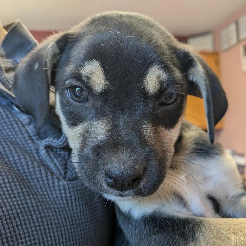 A baby large-sized male Black Mixed Breed dog named Pulled Pork for adoption in Huntsville, AR