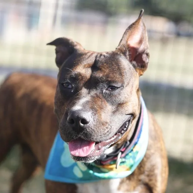 An adult medium-sized female American Staffordshire Terrier dog named Charlene for adoption in San Antonio, TX
