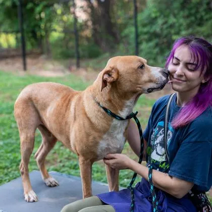 An adult large-sized male Mixed Breed dog named Anubis for adoption in Chamblee, GA
