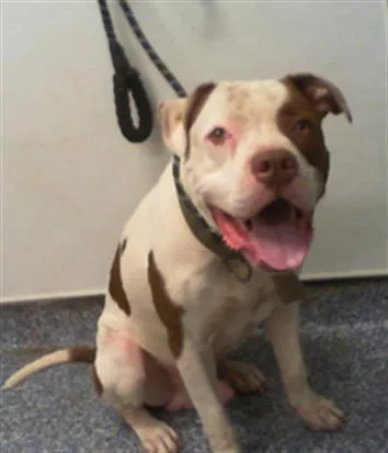 An adult large-sized male Pit Bull Terrier dog named Ghost for adoption in Charlotte, NC