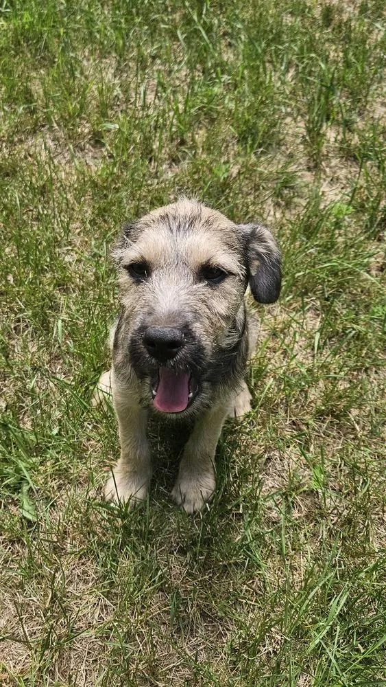 A baby small-sized male Tricolor (Brown, Black, & White) Terrier dog named Dalton for adoption in Muskegon, MI
