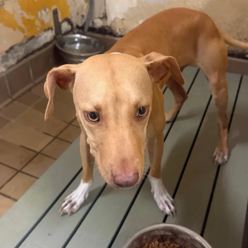 A young medium-sized female Pit Bull Terrier dog named Penny for adoption in Birmingham, AL