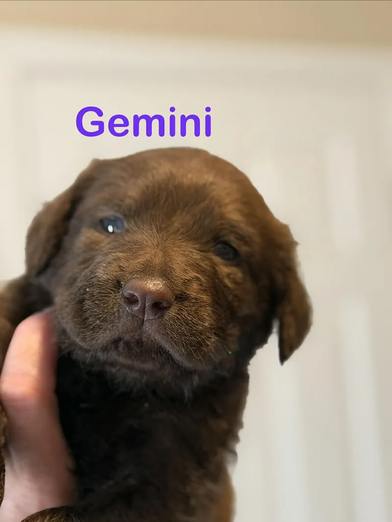 A baby small-sized female Scottish Deerhound dog named Gemini for adoption in St. Clair Shores, MI