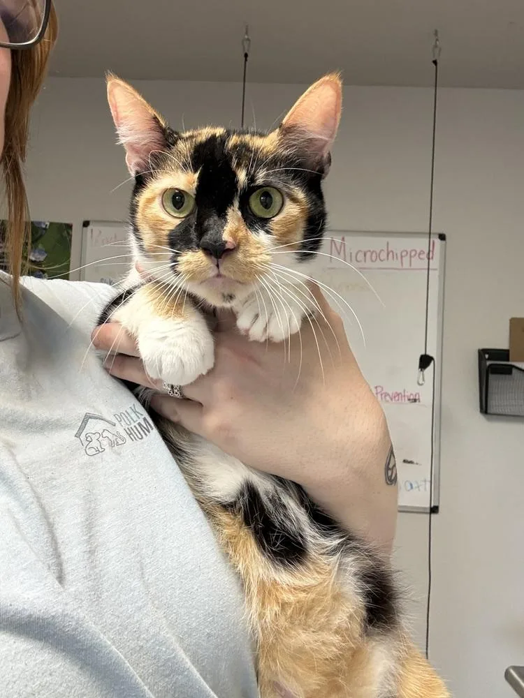 An adult small-sized female Domestic Short Hair cat named Rowan for adoption in Bolivar, MO