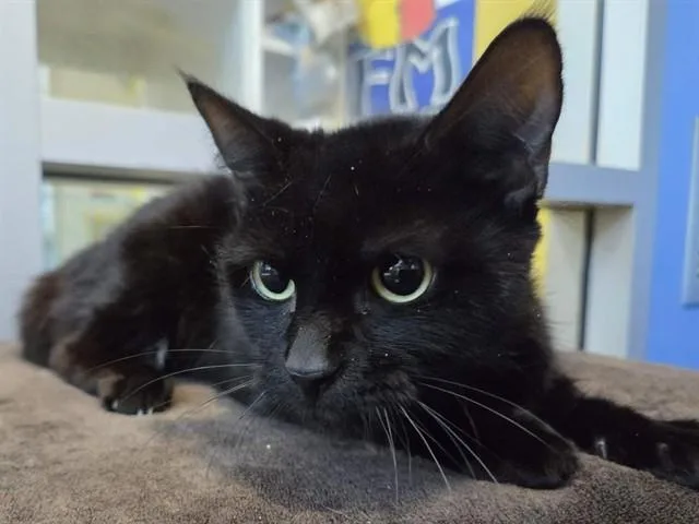 A young small-sized female Domestic Short Hair cat named Felicia for adoption in Sacramento, CA