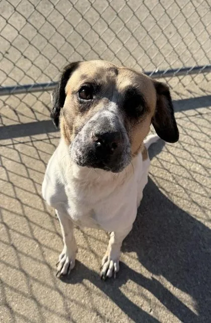 An adult large-sized male Hound dog named Jetty for adoption in Westland, MI