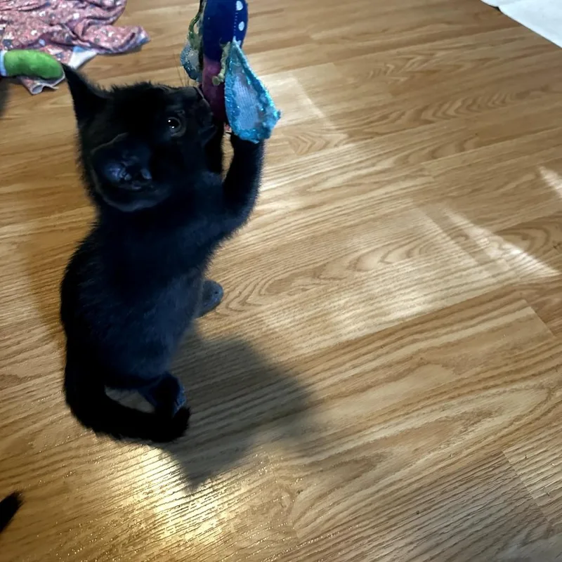 A baby small-sized female Black Domestic Short Hair cat named Sophia for adoption in San Antonio, TX