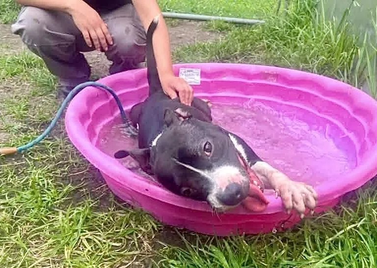 A young medium-sized male Black Pit Bull Terrier dog named Delilah for adoption in Chicago, IL