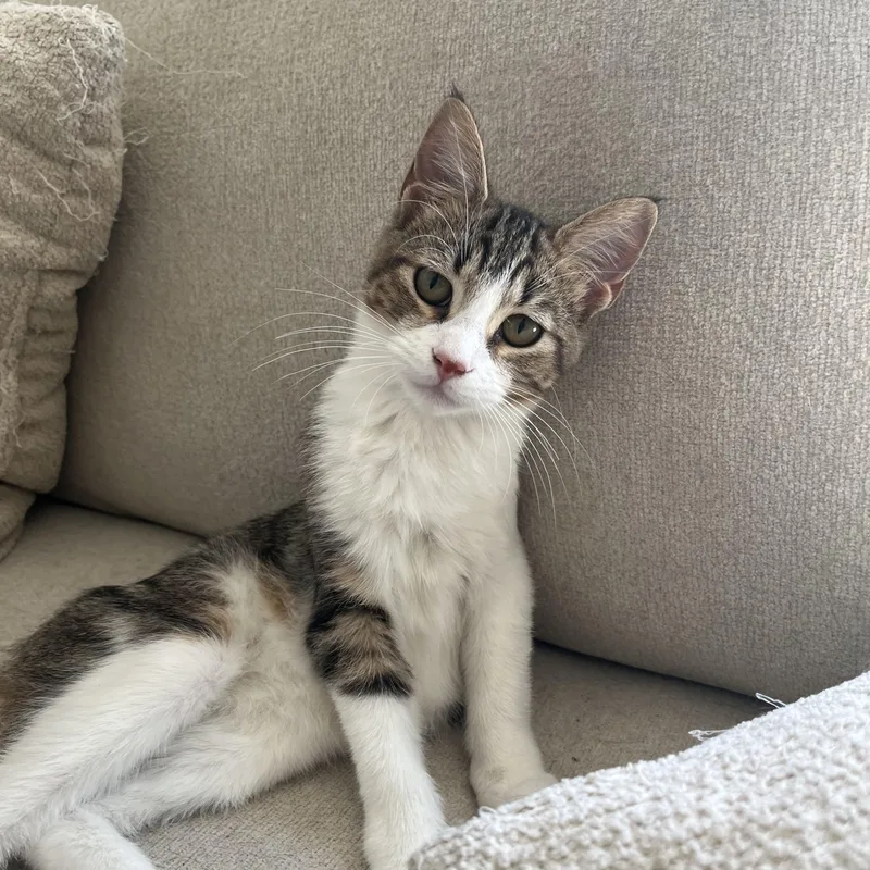 A baby medium-sized male Domestic Short Hair cat named Milo for adoption in Satsuma, AL