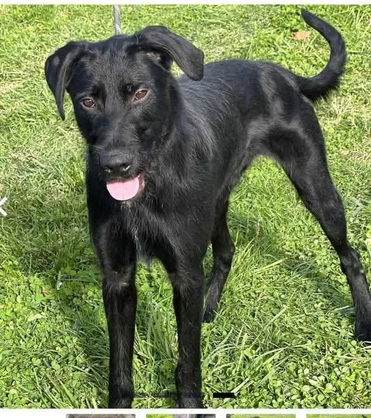 A young large-sized male Black Wheaten Terrier dog named General for adoption in Woodbury, NJ