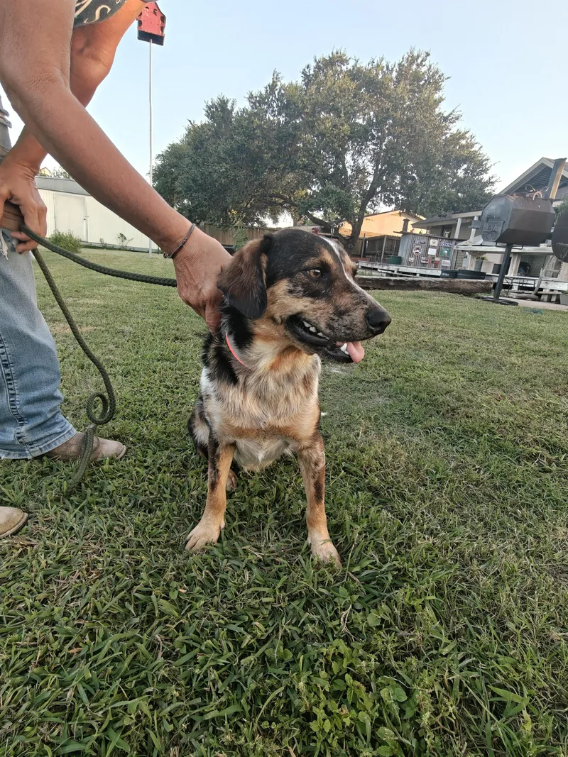 A young medium-sized female Bicolor Australian Cattle Dog / Blue Heeler dog named Laney for adoption in Cleveland, TX