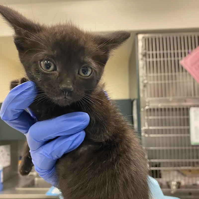 A baby small-sized female Black Domestic Short Hair cat named Pearl for adoption in Los Angeles, CA