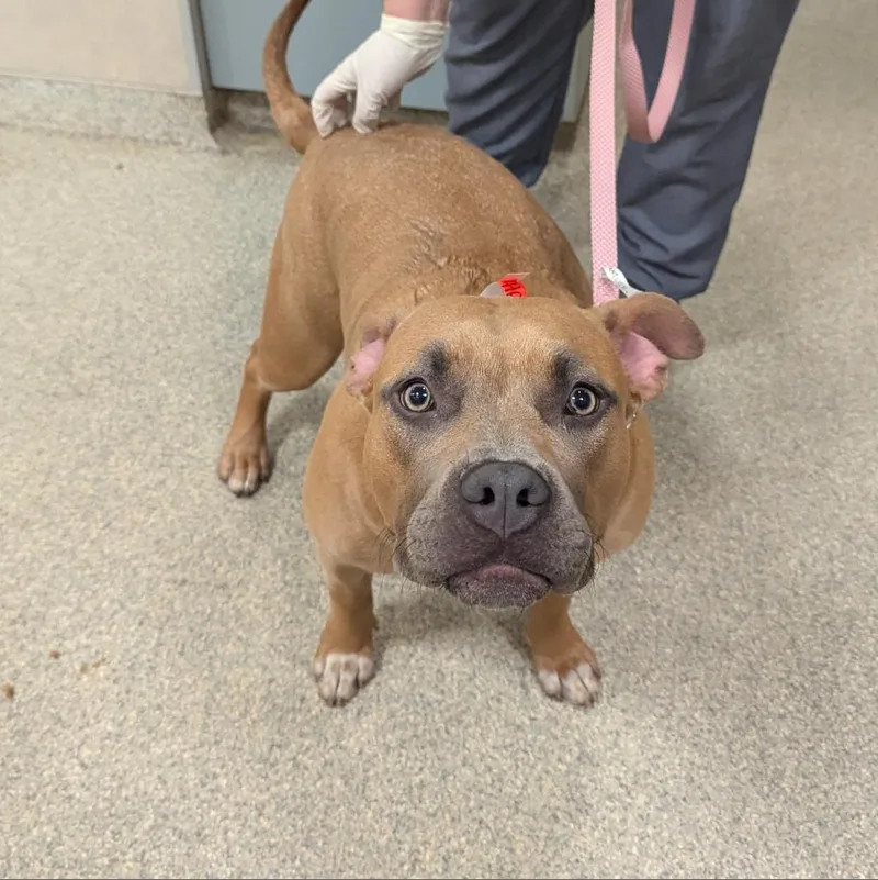 An adult large-sized female Yellow / Tan / Blond / Fawn Mixed Breed dog named Hazel for adoption in Jacksonville, FL