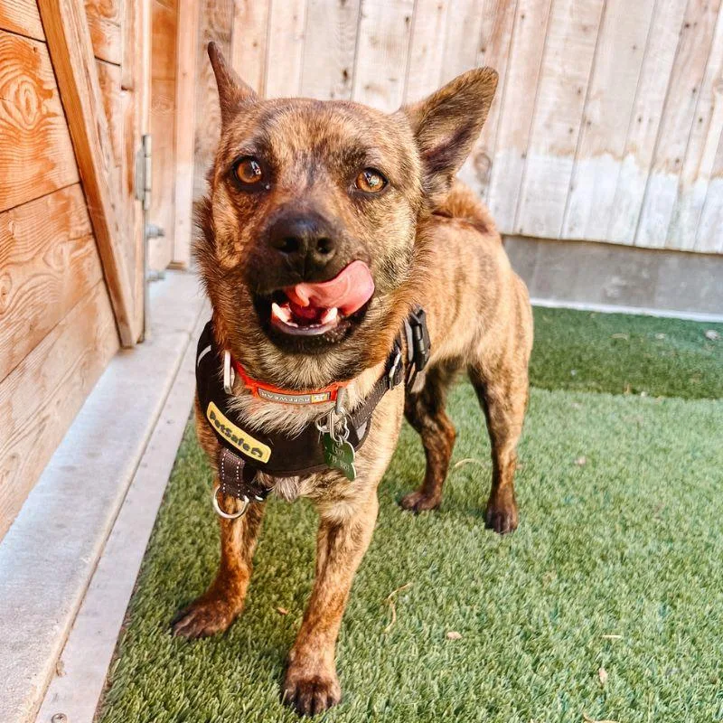 An adult small-sized male Mixed Breed dog named Beans for adoption in Jackson, WY