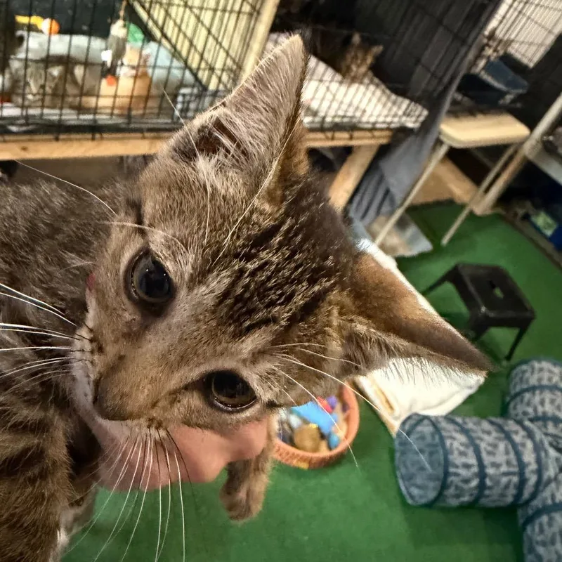 A baby small-sized female Black & White / Tuxedo Domestic Short Hair cat named Laken for adoption in Rochester, MN