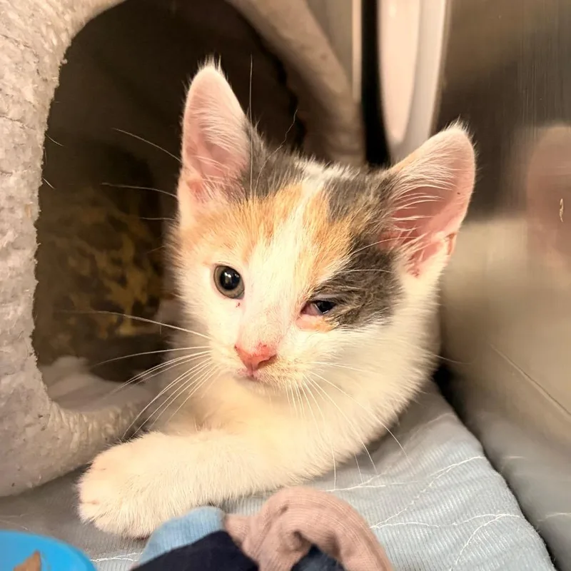 A baby small-sized female Calico Domestic Short Hair cat named Saffron for adoption in Newark, NJ