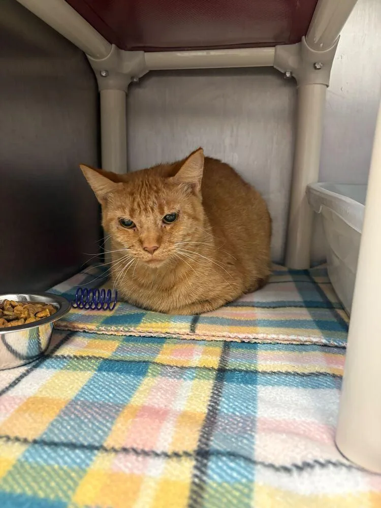 An adult medium-sized female Domestic Short Hair cat named Goose for adoption in Bowling Green, OH