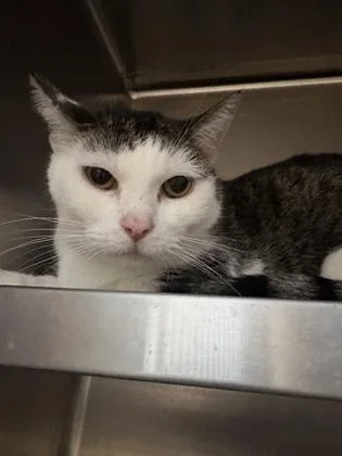 An adult small-sized female Domestic Short Hair cat named Jazzy for adoption in Beatrice, NE