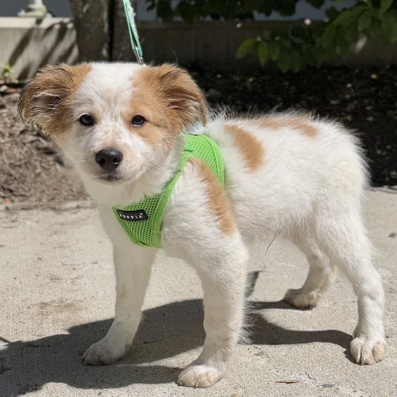 A baby small-sized male White / Cream Great Pyrenees dog named Yukon for adoption in East Hampton, NY