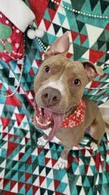An adult medium-sized female Mixed Breed dog named Kandi for adoption in Manitowoc, WI