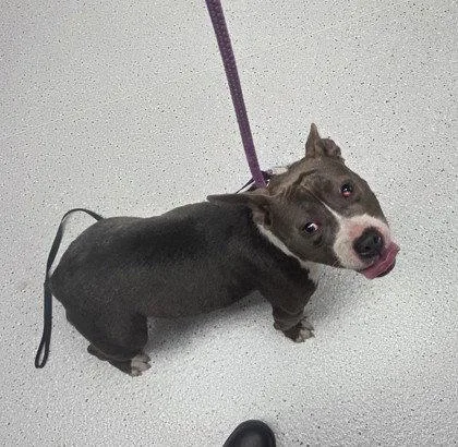 A young medium-sized female Pit Bull Terrier dog named Mama for adoption in Oakland, CA