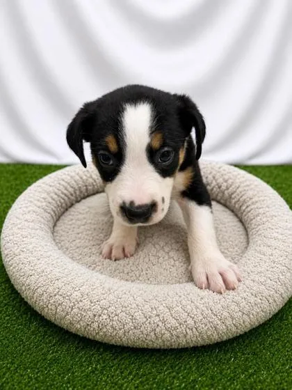 A baby small-sized female Yellow / Tan / Blond / Fawn Mixed Breed dog named JheriRedding for adoption in Covington, LA