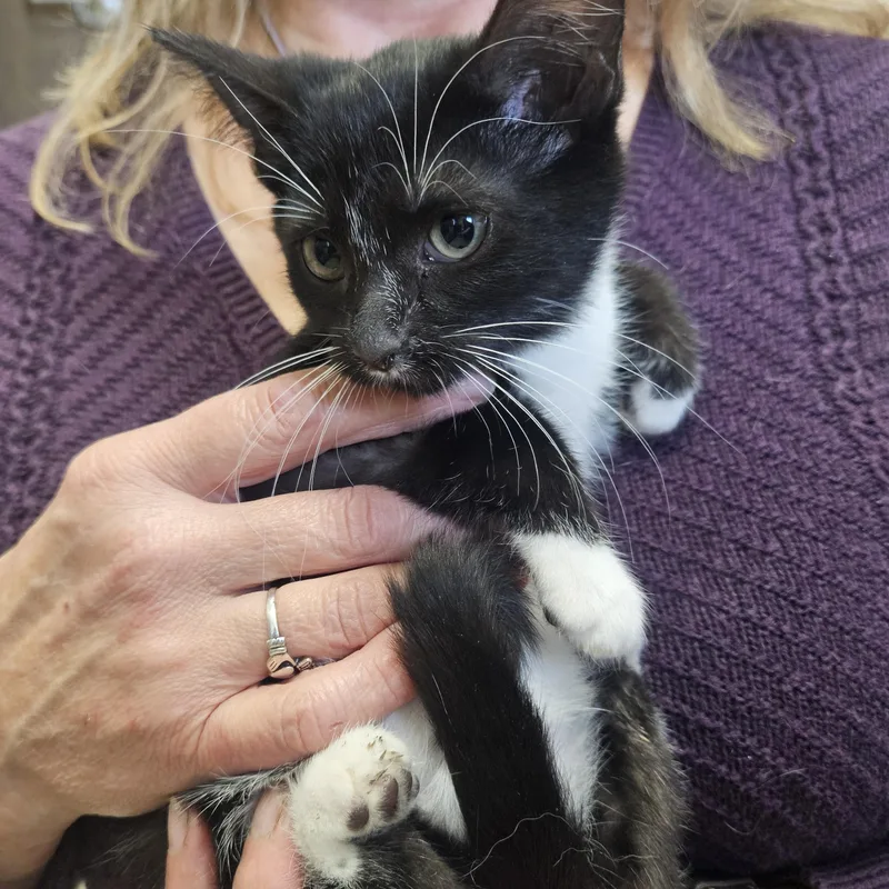 A baby medium-sized female Black & White / Tuxedo Domestic Short Hair cat named Ophelia for adoption in Brooklyn, MI