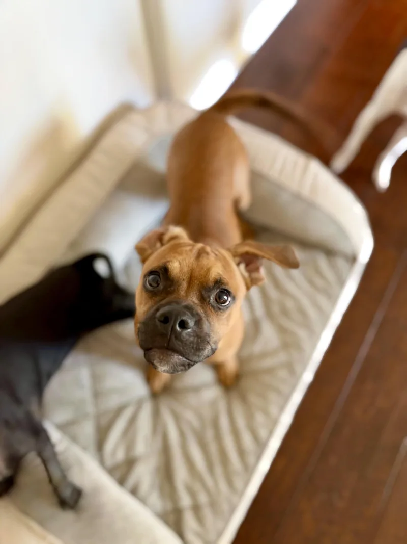 A young small-sized male Pug dog named Clyde for adoption in Los Gatos, CA