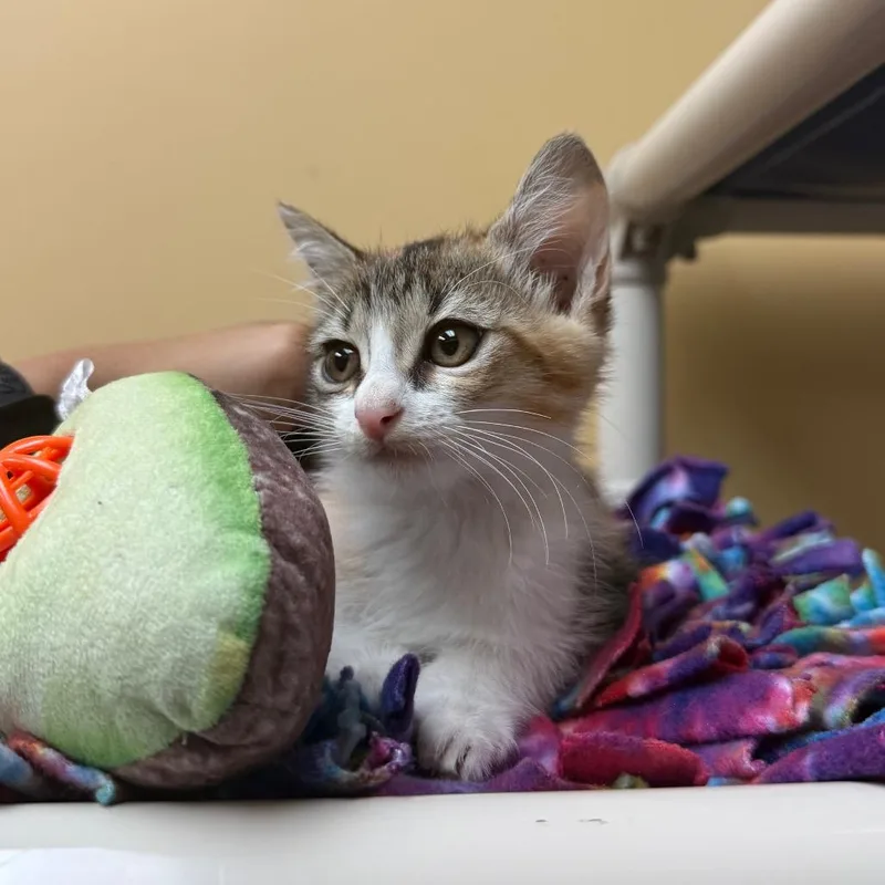 A baby small-sized female Domestic Medium Hair cat named Twix for adoption in Naples, FL