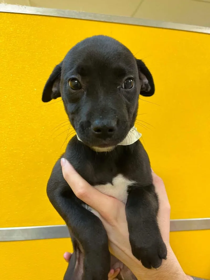 A baby medium-sized female Black Boxer dog named Ahsoka for adoption in Elyria, OH