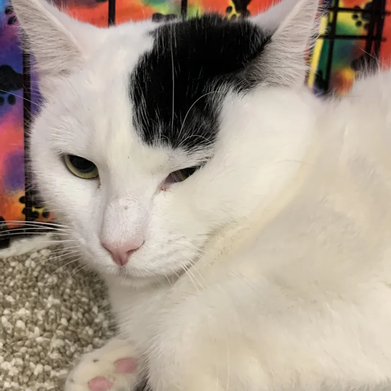 A young medium-sized female White Domestic Short Hair cat named Kira for adoption in Shelby Township, MI
