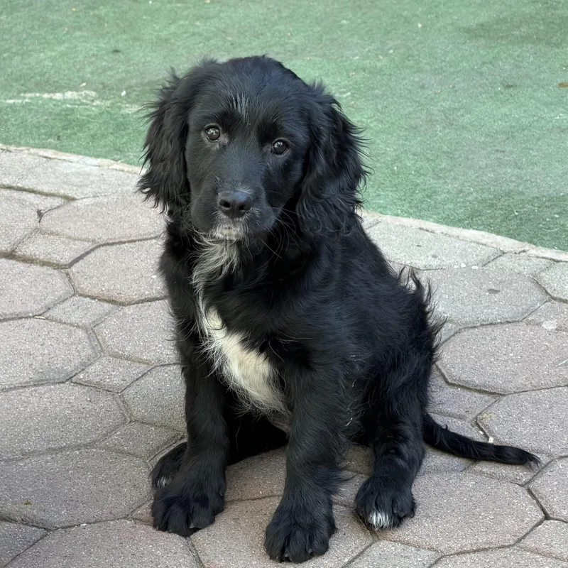 A baby medium-sized male Black Golden Retriever dog named Diesel for adoption in Newark, NJ