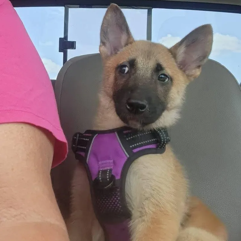 A baby large-sized female Belgian Shepherd / Malinois dog named Sapphire for adoption in Pflugerville, TX