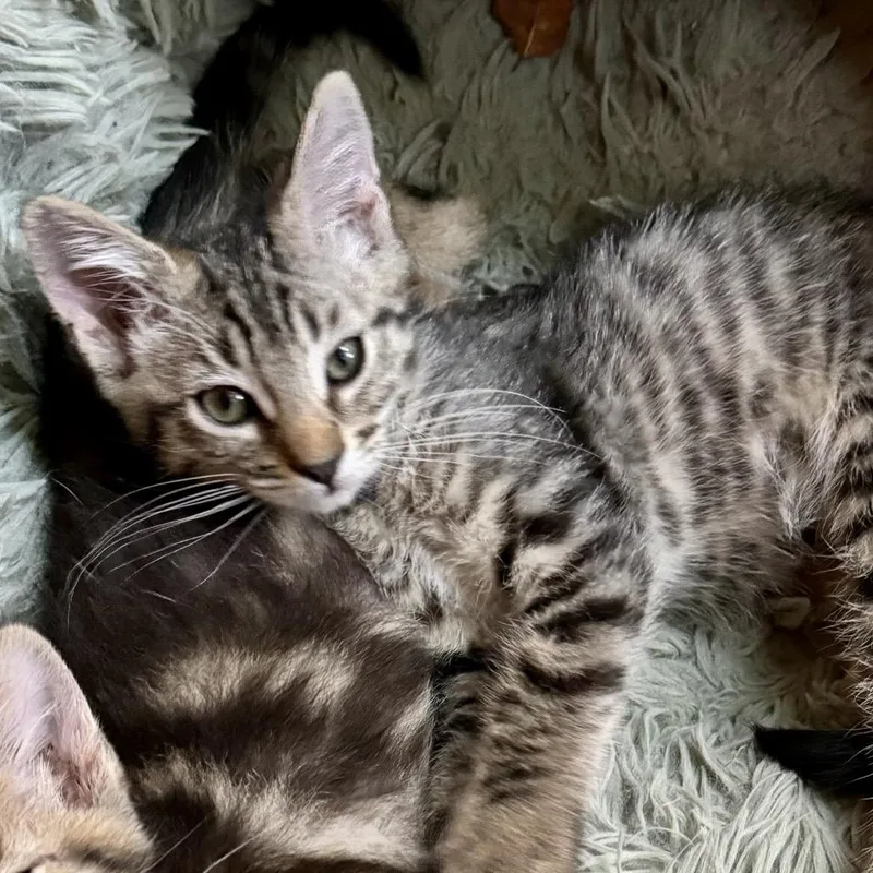 A baby small-sized male Brown / Chocolate Domestic Short Hair cat named Apollo for adoption in Long Beach, CA