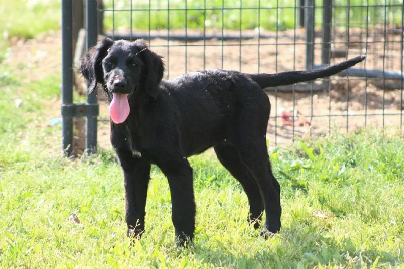 Viola Bloom thumbnail 2