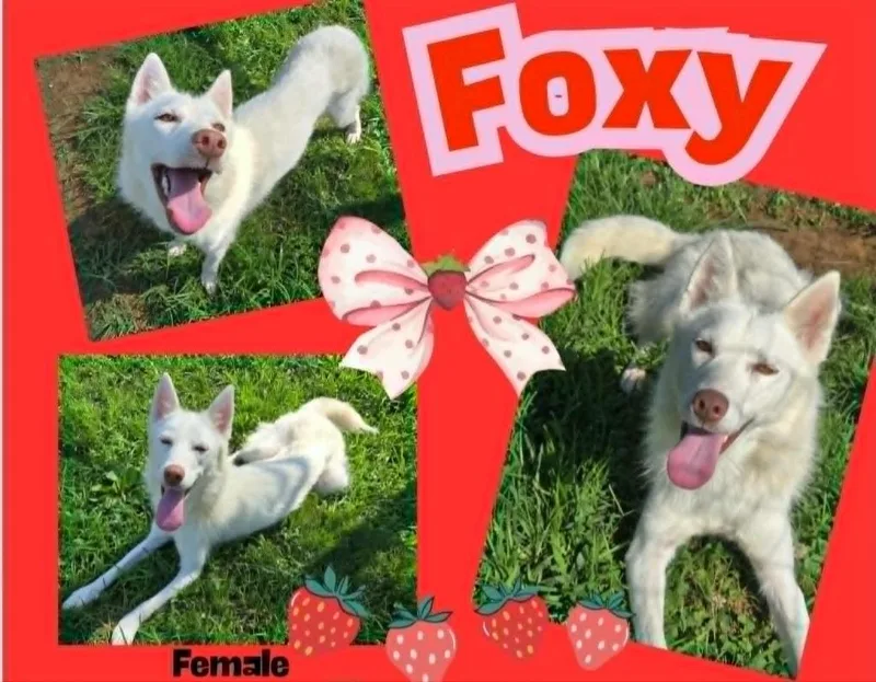 An adult medium-sized female Husky dog named Foxy for adoption in Blountville, TN