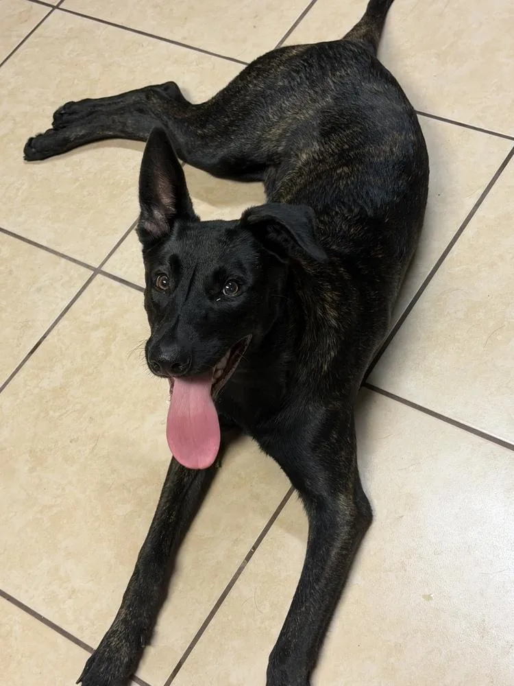A young medium-sized male Brindle Dutch Shepherd dog named Sven Located in for adoption in Imlay City, MI