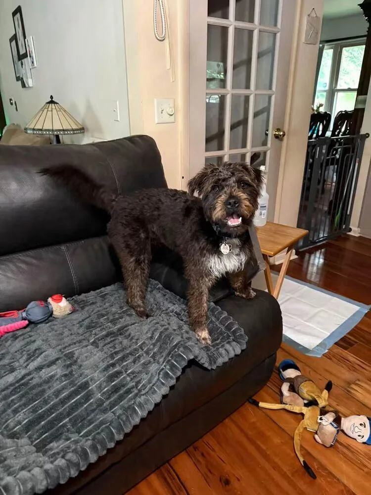 A baby medium-sized male Terrier dog named Teddy for adoption in Elkhart , IN