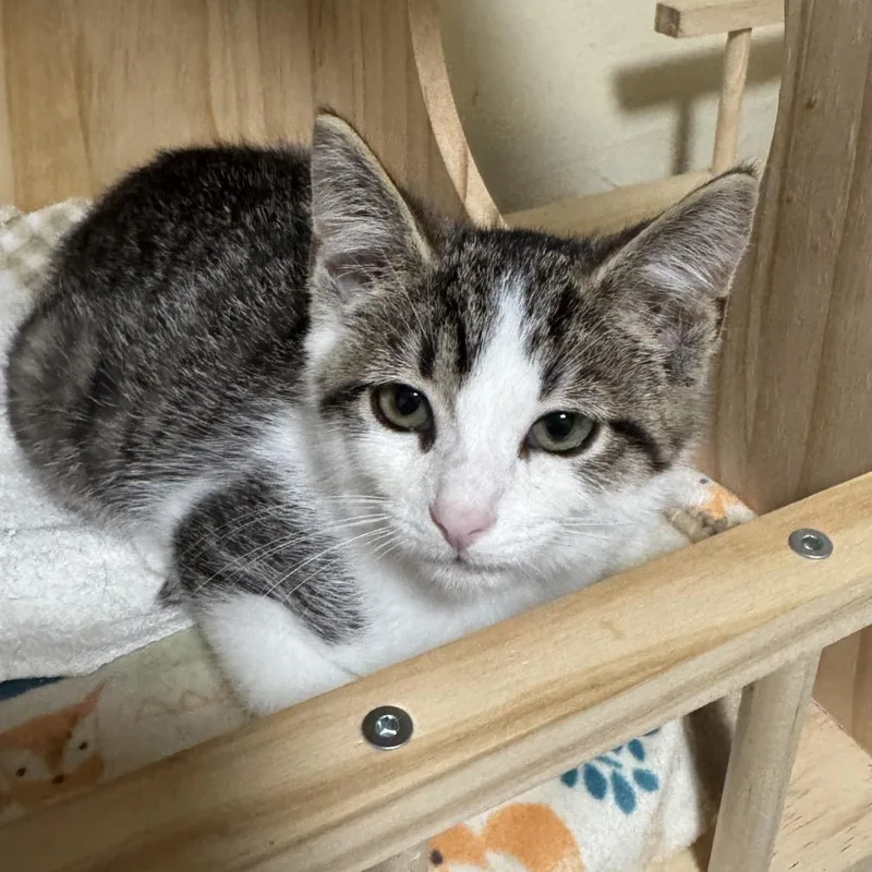 A baby small-sized female Gray / Blue / Silver Domestic Short Hair cat named Linda for adoption in Richland, MI