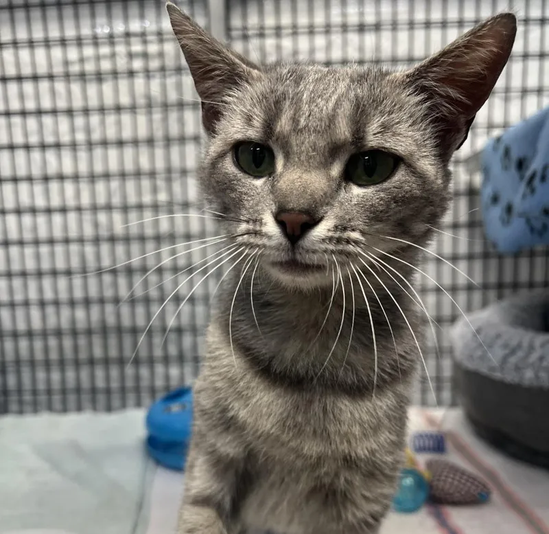 A young medium-sized female Domestic Short Hair cat named Carbink for adoption in Raleigh, NC