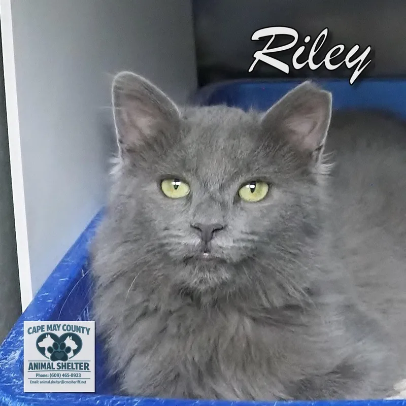 A young large-sized male Gray / Blue / Silver Domestic Long Hair cat named Aaron and Riley for adoption in Cape May Court House, NJ