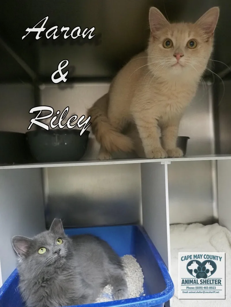Aaron and Riley thumbnail 5
