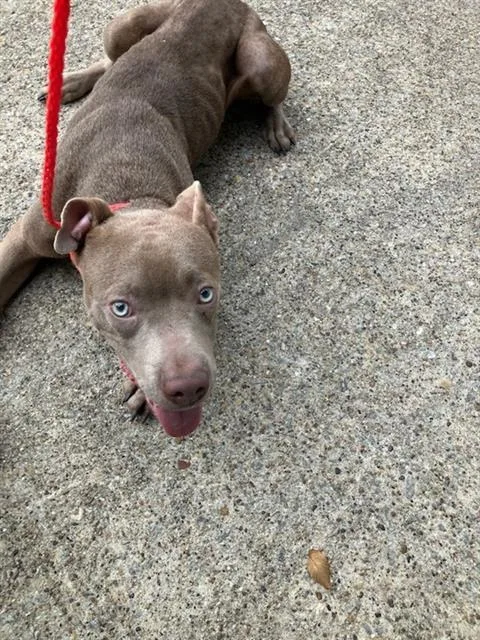 A young medium-sized male Pit Bull Terrier dog named Bull for adoption in Dallas, TX
