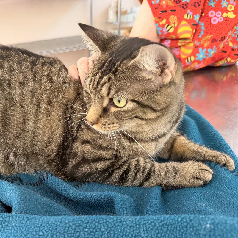 A young medium-sized female Tabby (Brown / Chocolate) Domestic Short Hair cat named Shelley the Scallop for adoption in Scranton, PA