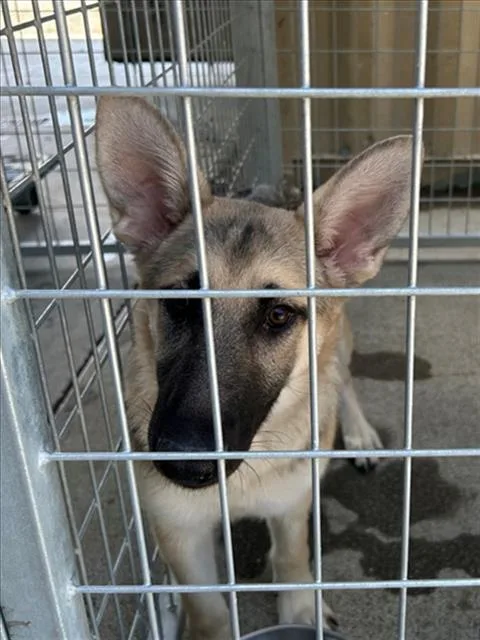 A baby medium-sized female German Shepherd Dog dog named Amethyst for adoption in Woodland, CA