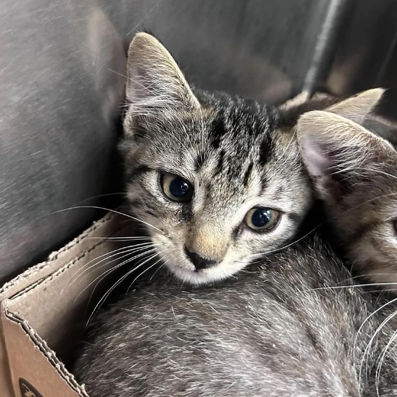A baby small-sized female Brown / Chocolate Domestic Short Hair cat named Agnes for adoption in Bastrop, TX