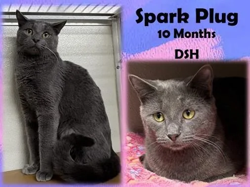 An adult medium-sized male Gray / Blue / Silver Domestic Short Hair cat named Spark Plug for adoption in Franklin, IN