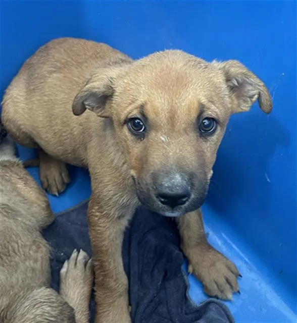 A baby large-sized male Mixed Breed dog named Bear for adoption in Dallas, TX