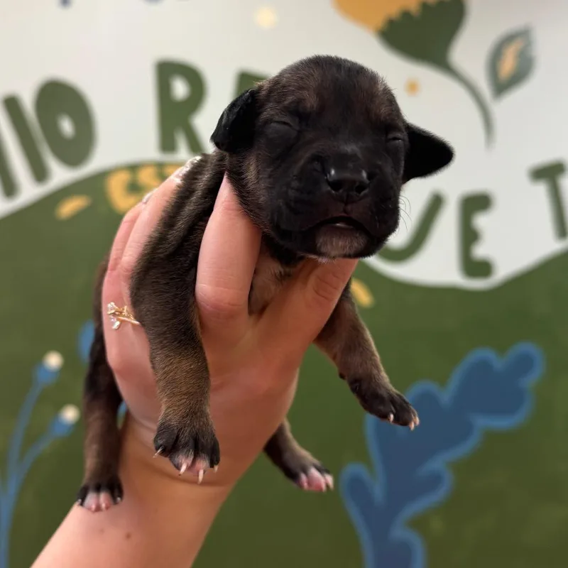A baby medium-sized male Brown / Chocolate Beagle dog named Marilyn Male for adoption in Springboro, OH